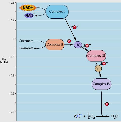 Fluxo vai do componente com menor potencial de redução para o de maior potencial de redução Na cadeia respiratória os elétron fluem espontaneamente do complexo I e II para a coenzima Q.