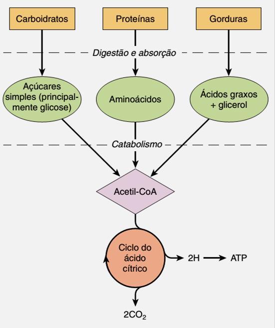 A fosforilação oxidativa (FO) é o estágio final do metabolismo produtor de energia nos organismos aeróbicos Nessa etapa toda a energia produzida (na forma de carreadores de elétrons) durante a