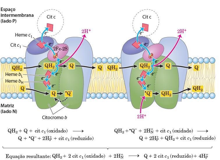 Complexo III Complexo dos citocromos bc 1 ou ubiquinona:cit c oxidorredutase Recebe 2e - da quinona e