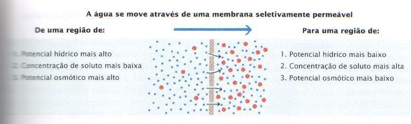 ABSORÇÃO DE ÁGUA E DE SAIS MINERAIS OSMOSE 1. Potencial hídrico mais alto 2. Concentração de soluto mais baixa 3.