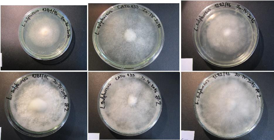 17 Figura 7. Estudo de culturas de micélio dicariótico dos espécimes MAR1281, CATO133 e MAR1282. Na parte superior placas de petri com uma semana de crescimento.