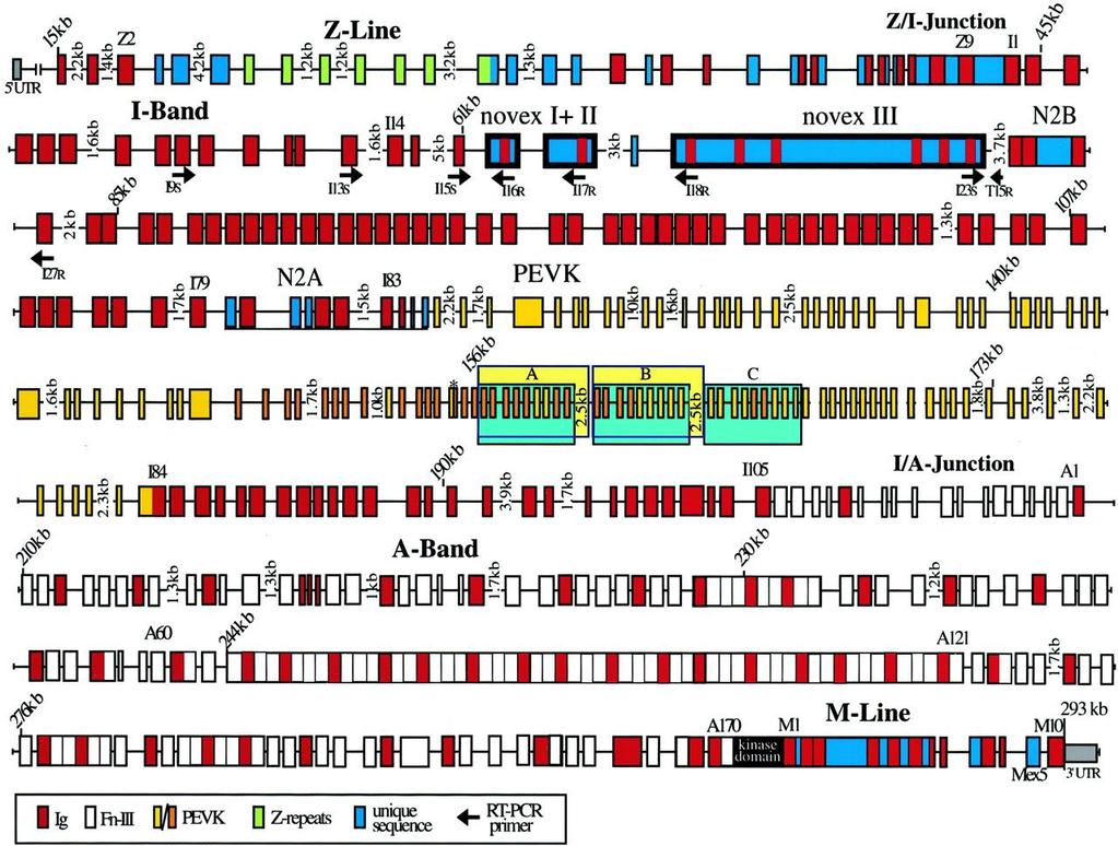 Estrutura de exon-intron do gene titin (293 kb) Bang, M.-L. et al.