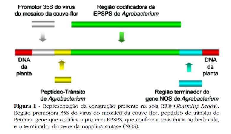 CONSTRUÇÃO