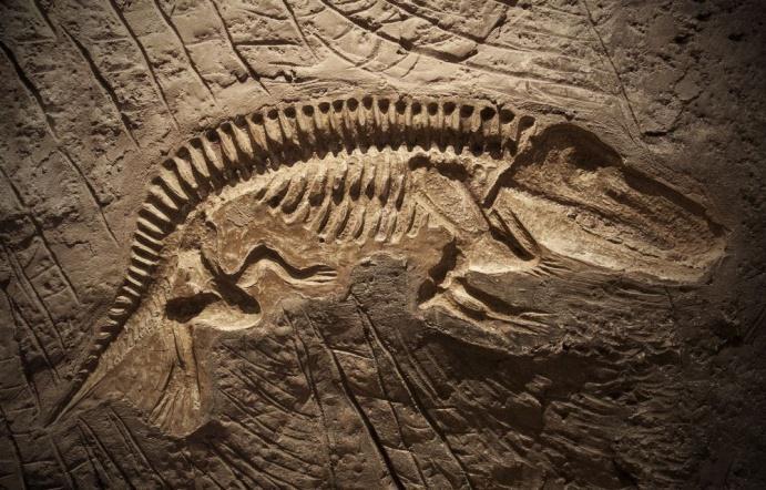 No século 18, duas idéias errôneas sobre os fósseis: 1) os