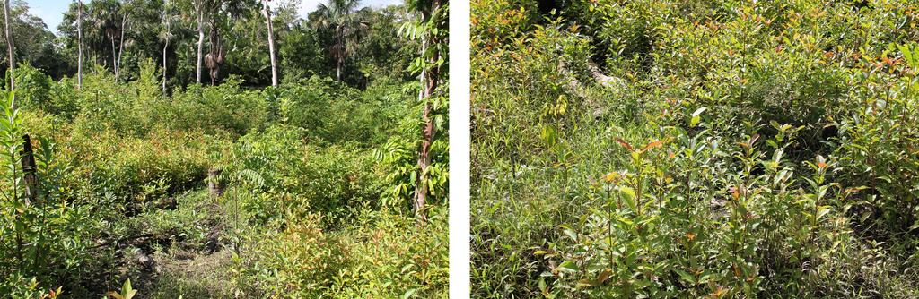 Vale enfatizar que o pau-mulato é uma das poucas espécies que concilia rápido crescimento com uma elevada densidade, além da boa qualidade da madeira, utilizada para diversos fins.