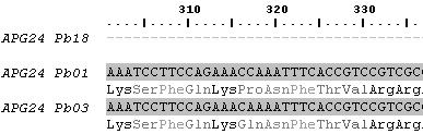 Este gene apresenta 11 sítios onde cada isolado apresenta um nucleotídeo distinto (Figura 3).