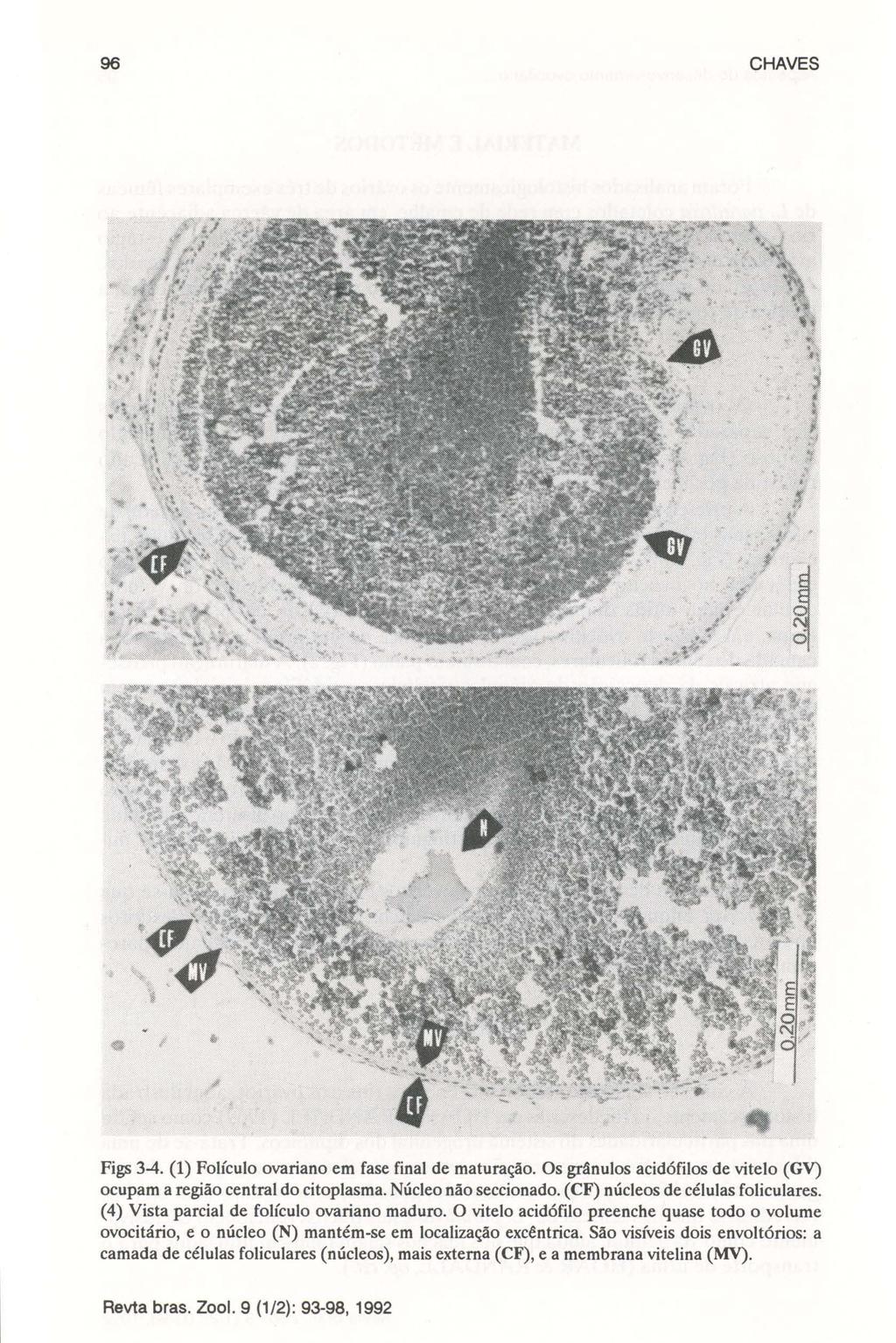 96 CHAVES Figs 3-4. (1) Folículo ovariano em fase final de maturação. Os grânulos acidófilos de vitelo (GV) ocupam a região central do citoplasma. Núcleo não seccionado.
