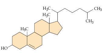 Bioquímica Celular IV) Esteróides São formados por átomos de carbono ligados entre si, formando