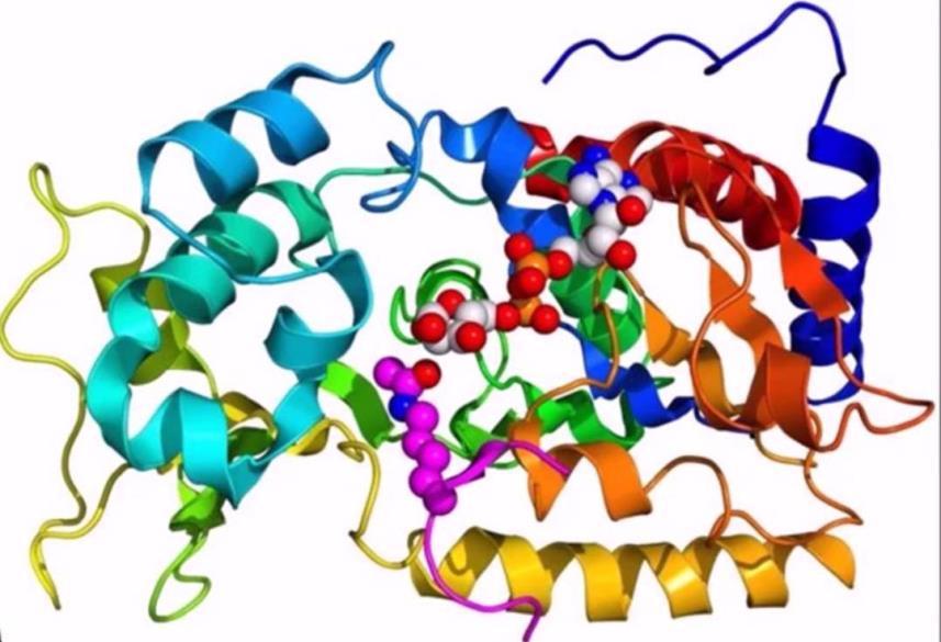 Bioquímica Celular 4) Substâncias Orgânicas - Proteínas V) Enzimas Enzimas são proteínas que atuam como