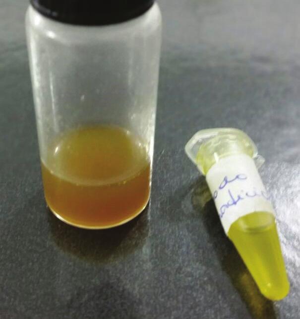 6 Coleta do óleo em recipiente, preferencialmente, em vidro âmbar (Figura 6). Figura 6. Óleo extraído do mesocarpo de bacaba.