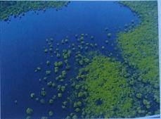 Conservação e a terra firme, a partir da margem direita do Rio Negro,