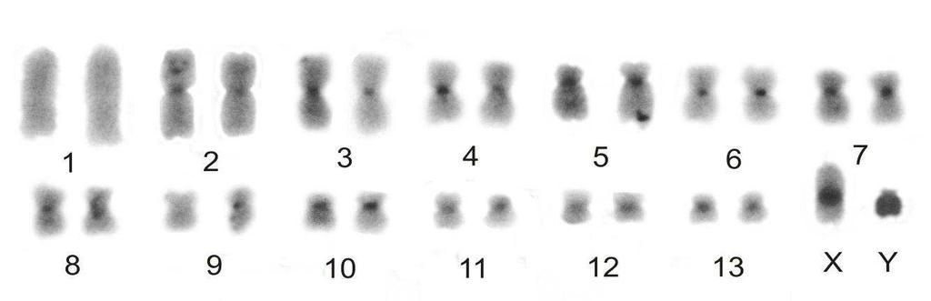 Figura 3 Cariótipo de macho de Thrichomys apereoides (MZUFV 4004) tratado com a técnica de