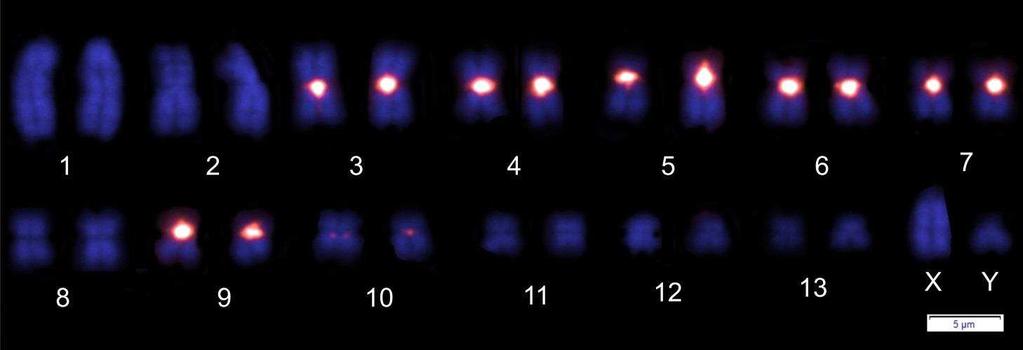 A hibridização in situ fluorescente (FISH) apresentou padrões de DNA repetitivo microssatélite que foram específicos de cada sonda.