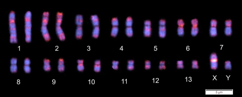 Já a sonda GAG (10) apresentou fluorescência distribuída ao longo dos cromossomos em todos os pares cromossômicos, com acúmulos maiores nos pares 1, 2 e 6, assim como marcações subteloméricas nos