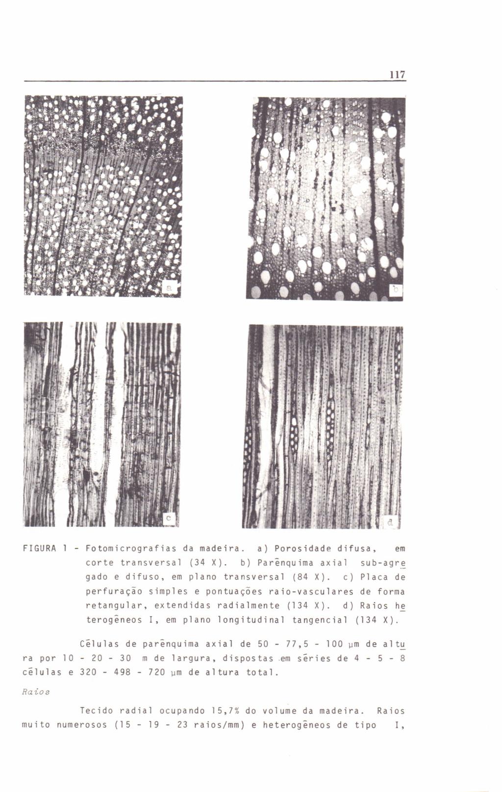 117 FIGURA 1 - Fotomicrografias da madeira. a) Poros idade difusa, em corte transversal (34 X). b) parinquima axial sub-agr! gado e difuso, em plano transversal (84 X).