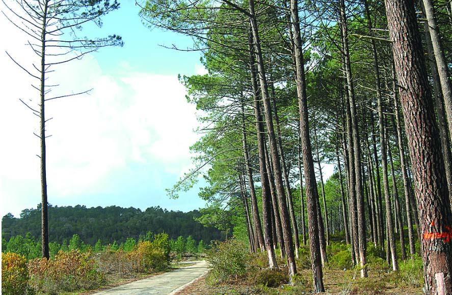 reflorestação; g) Ações de defesa da floresta contra incêndios, desde que devidamente aprovadas pelas comissões municipais de defesa