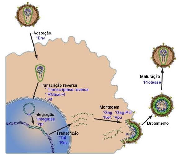 22 membrana são degradados através da via endossomal, devido à ligação da proteína nef ao receptor celular (Aiken, 2015) Aglomerados de poliproteínas gag e pol interagem com duas moléculas de mrna