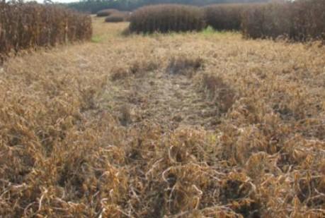 m -2 ) sistema soja/trigo com e sem rotação de herbicida (somatória de