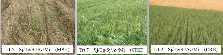 (MPH), refletindo assim, uma redução significativa de plantas de azevém resistente e não resistente ao glifosato e os tratamentos 7 e 9 (CRH) diferem entre si pelo teste de Tukey (TK), Duncan (DC) e