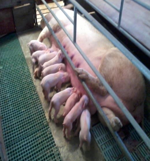 Manejo das porcas pré e pós parto Castração Manejo dos
