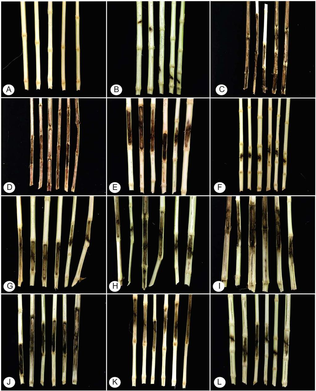 Todos os isolados testados no presente estudo foram patogênicos e causaram lesões que comprometeram o desenvolvimento da planta e consequentemente a sua produtividade (Figura 1). O fungo P.