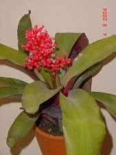 Sphenophorus : Plantas Hospedeiras Bromeliaceae: 58 Gêneros e 1400