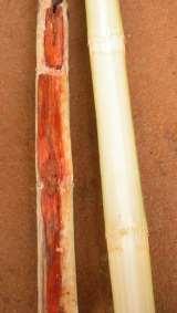 Broca da cana-de-açúcar Danos indiretos: Podridão Vermelha Fungos: Colletotrichum sp. Fusarium sp.