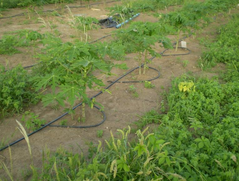 31 provavelmente pode ser atribuído ao fato de nesse sistema a linha de gotejadores se apresentar em forma de rabo de porco com os gotejadores a 0,5 m de raio da planta, em todas as direções o que,