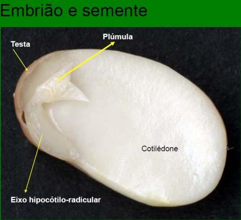 O polo oposto, que originará a parte aérea, precisou desenvolver um sistema para que, na germinação, a parte aérea fosse posta para fora do solo sem se danificar.