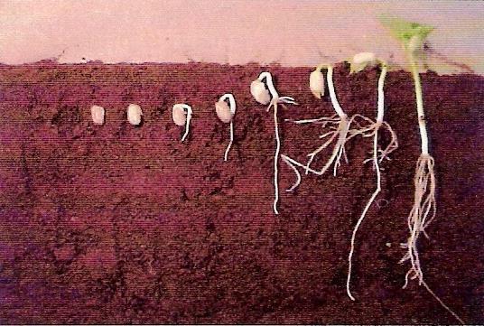 HIPÓGEA: os cotilédones permanecem abaixo da superfície do solo e o epicótilo e a plúmula emergem, muitas vezes protegidos por uma estrutura tubular (coleóptilo).