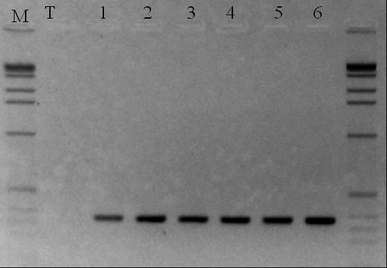 Nas análises de reações de amplificação realizadas utilizando os 13 iniciadores (Tabela 1), oito iniciadores (LT1, LT3, LT4, LT8, LT 13/14, LT 15/16, LT 17/18 e LT 21/22) foram positivos para