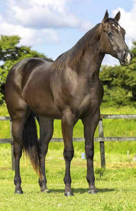 16 CELSINHO ROXO HIS MACHO - 15/12/15 - ZAINO PF TRABALHO 2019 VAQUEJADA 2020 ROXAO APOLLO AD SILVER WILD SLN (ROXAO) DAFNE VM WILD DASH SLN DORINHA ALAMITOS SLN APOLLO VM CALLMEYOURLOVE JET KING BAR