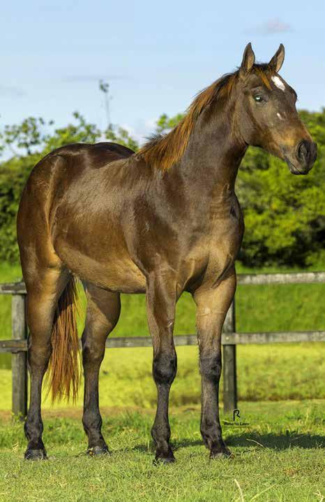 PF TRABALHO 2020 VAQUEJADA 2021 HIS ROXO EASE MACHO - 30/07/16 - ZAINO 19 ROXAO APOLLO AD SILVER WILD SLN (ROXAO) DAFNE VM WILD DASH SLN DORINHA ALAMITOS SLN APOLLO VM CALLMEYOURLOVE KELLY EASE HIS