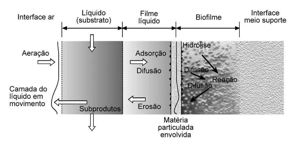 3. Revisão Bibliográfica 39 Os produtos finais do metabolismo são transportados em sentido contrário, na direção da fase líquida (Iwai e Kitao, 1994 apud von Sperling, 1996 b).