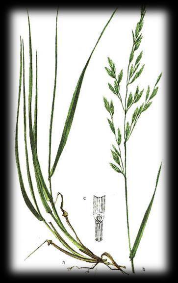 INTRODUÇÃO Festuca arundinacea Schreb. (festuca alta) Devido à sua grande adaptação é utilizada desde clima temperado até ao mediterrâneo.