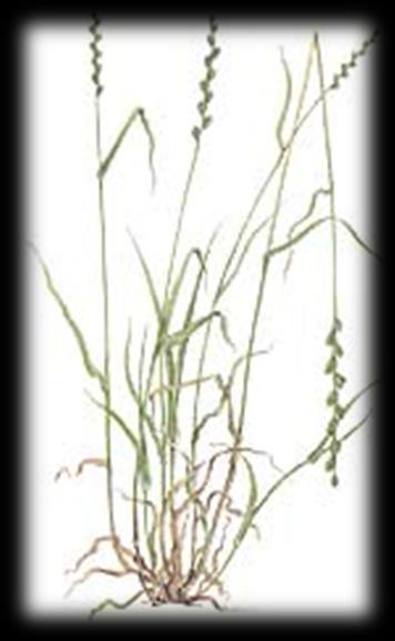 INTRODUÇÃO Lolium perenne L. (azevém perene) É uma importante planta de clima temperado, utilizada em estreme ou em mistura.