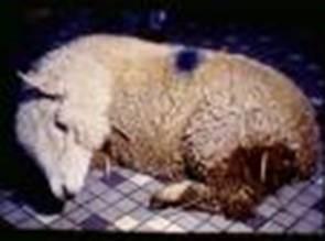 Sinais Clínicos Abortamentos ou Natimortos Os abortamentos ocorrem em todos os mamíferos, mas são mais comuns em vacas, ovelhas e cabras.