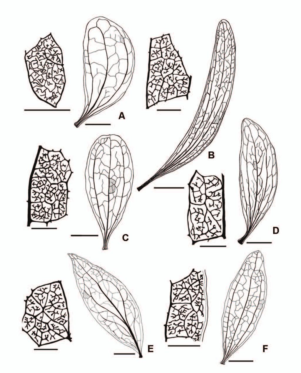 17 Figura 1 - Padrão de venação das folhas de espécies hemiparasitas de Phoradendron. À esquerda, detalhe das aréolas destacadas na ilustração geral da direita. A. P. obtusissimum. B. P. linearifolium.