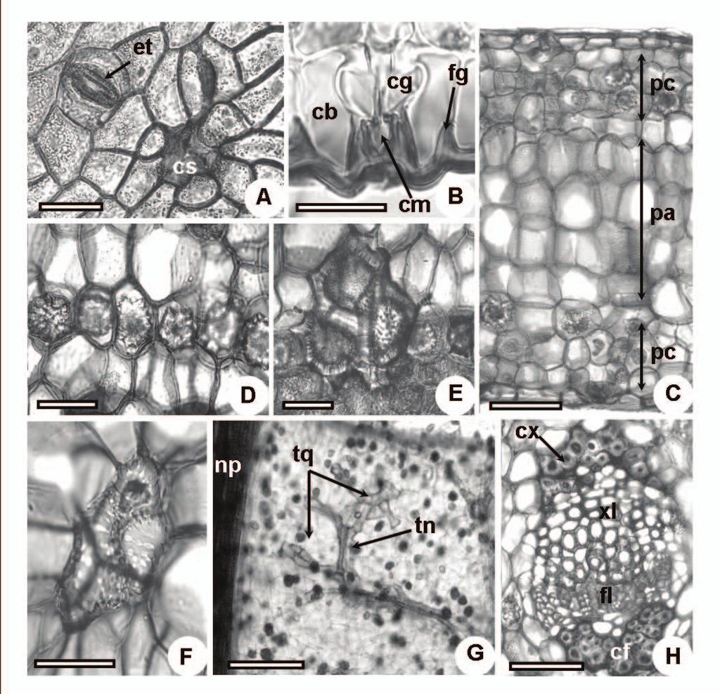 18 Figura 2 Seções anatômicas do limbo foliar de espécies hemiparasitas de Phoradendron. A. Seção paradérmica da região mediana do limbo foliar de P. quadrangulare; B.