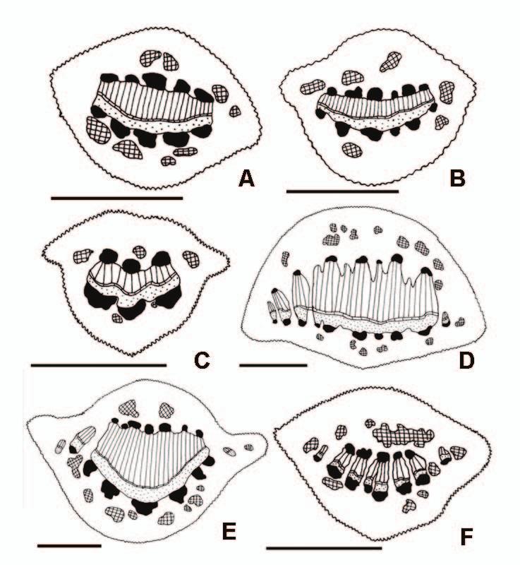 20 Figura 3 Diagrama esquemático das seções transversais dos pecíolos de espécies hemiparasitas de Phoradendron. A. P. obtusissimum; B. P. linearifolium; C. P. mucronatum; D.