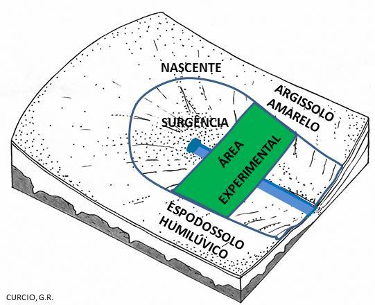 18 Inferior, com predominância de sedimentos grosseiros de arenitos e cascalhos, e a metade esquerda é constituída por Argissolo Amarelo (figura 1), derivado do Barreiras Superior, que possui