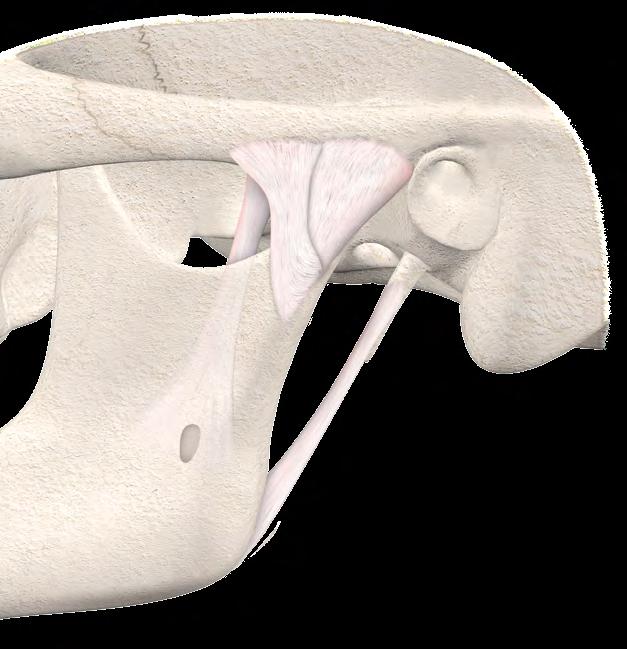 Com o crescimento e a erupção dentária, essa membrana degenera, permanecendo somente na porção anterior e posterior do tecido discal.