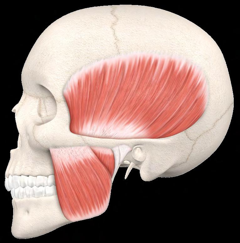 M.MASSETER PARTE PROFUNDA FRONTAL PARIETAL M.TEMPORAL 01 CAP 34 35 09 PROC. MASTÓIDE PROC. ESTILÓIDE PORO ACÚSTICO EXTERNO CÁPSULA ARTICULAR LIG.