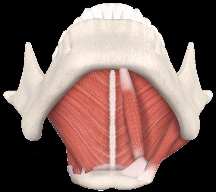 01 CAP 38 39 MÚSCULO MILO-HIOIDEO Trata-se do principal músculo que constitui o soalho bucal.