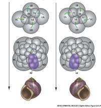 A quiralidade da Lymnea stagnalis é evidenciada nas primeiras clivagens A direção da clivagem em alguns caramujos pode variar, formando