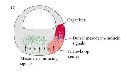 Em diversos aspectos, o nó de Hensen é considerado o equivalente molecular do lábio do blastóporo