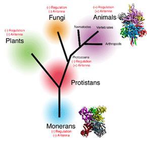 Taxonomia Ta A taxonomia introduz um sentido de classificação a partir da relação estruturada e hierárquica de afinidades e detalhamentos dentro de um mesmo domínio