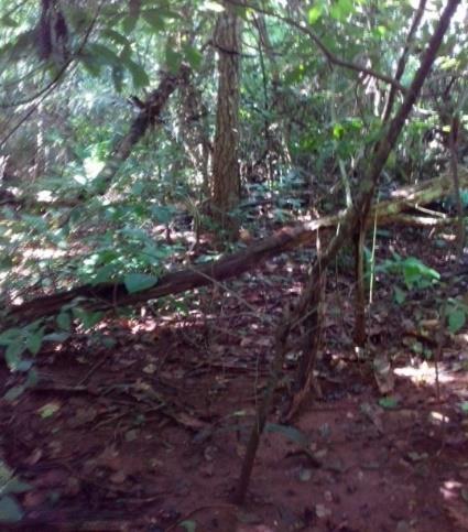 57 O PB Pastagem com Braquiária (Brachiaria decumbens) desmatada há 20 nos, primeiro manejado com cultura de milho e há 11 anos implantada a pastagem.