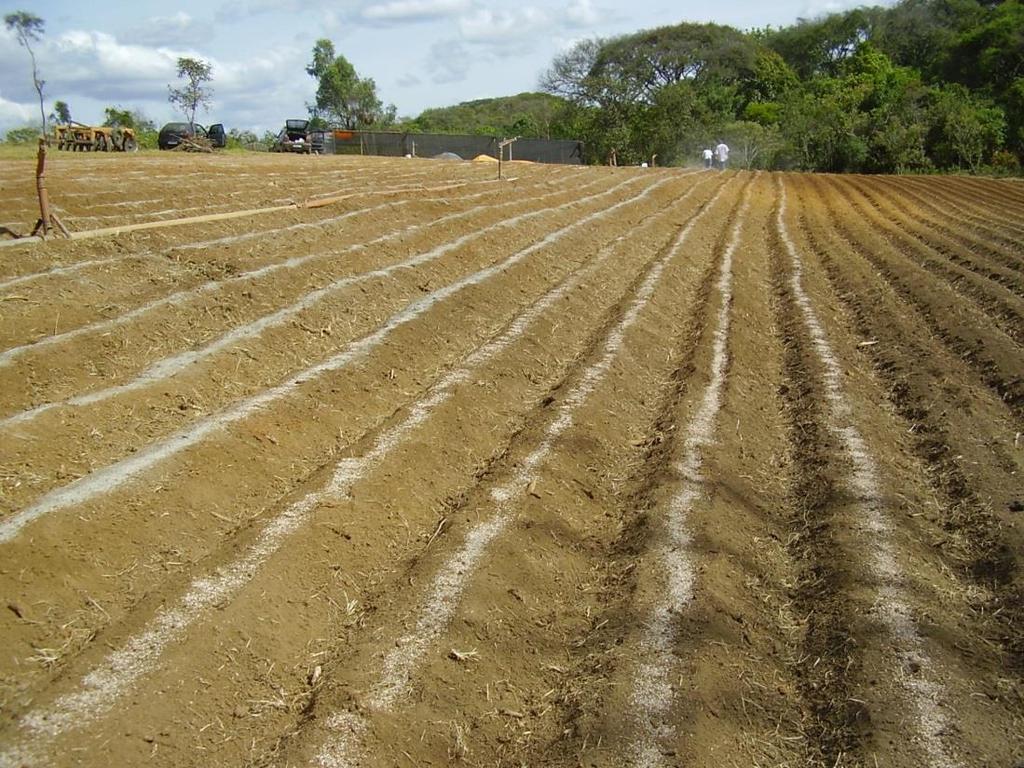 ADUBAÇÃO DE PLANTIO NPK + micronutrientes (especialmente B e Zn) A adubação de plantio deve ser localizada