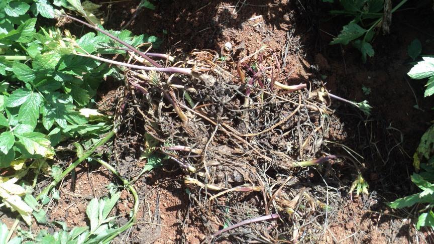 Podridão de plantas ou de raízes (no campo e em pós-colheita) Controle: - Escolha de local com boa drenagem; - uso de mudas sadias - cuidados nos tratos culturais (nas capinas) e na colheita